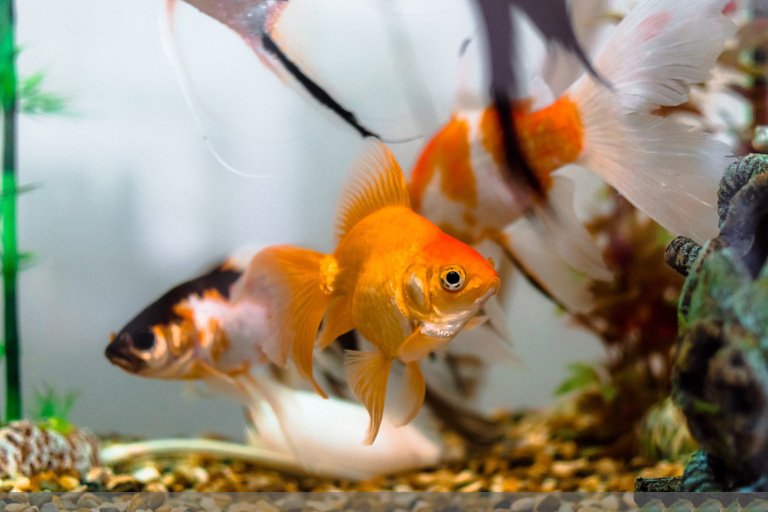 Алтан загас хүйтэн усанд